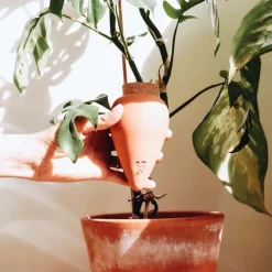 Diffuseur d'eau naturel Olla