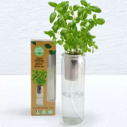 Jardin autonome - Basilic