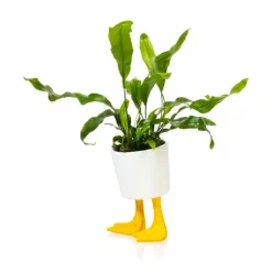 Pot / Jardinière Pieds Canards - Jaune u0026 Blanc
