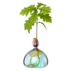 Vase en verre pour gland Cosmic